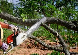 Professional Tree Care in Compo, CT